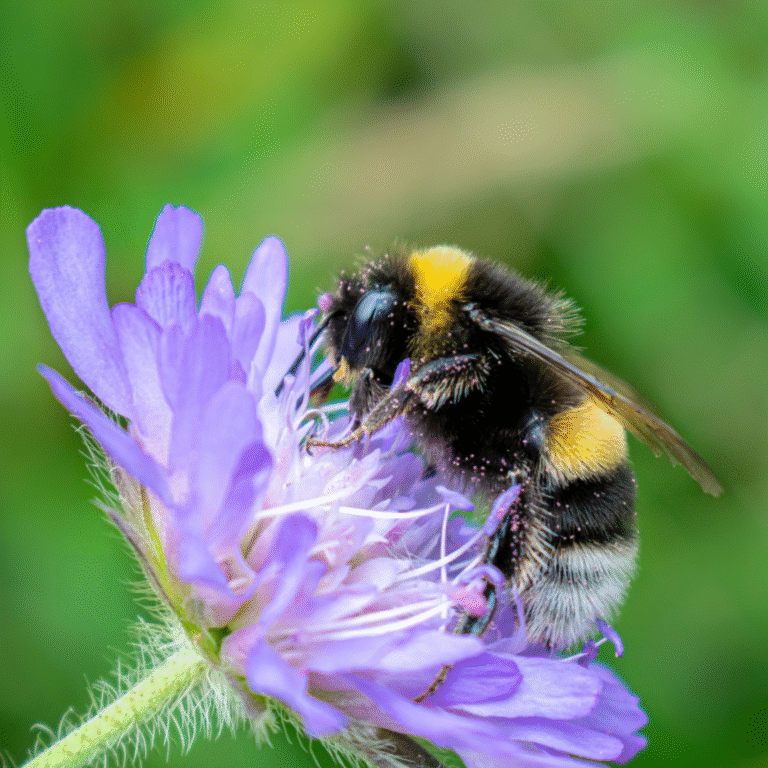 Le Qurʾān & l&rsquo;abeille